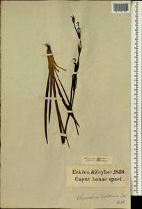 Sisyrinchium dichotomum E.P.Bicknell, Africa (AFR) (South Africa)