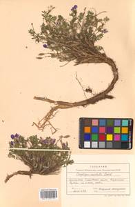 Oxytropis revoluta Ledeb., Siberia, Chukotka & Kamchatka (S7) (Russia)