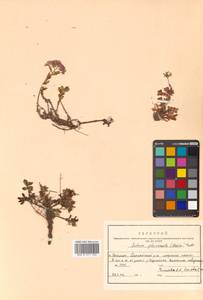 Hylotelephium pluricaule (Maxim.) H. Ohba, Siberia, Russian Far East (S6) (Russia)