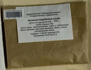 Dicranum fragilifolium Lindb., Bryophytes, Bryophytes - European North East (B7) (Russia)