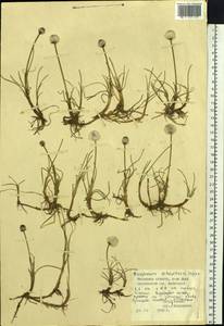 Eriophorum scheuchzeri Hoppe, Siberia, Western Siberia (S1) (Russia)