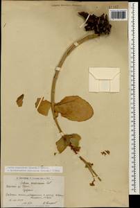 Hylotelephium maximum subsp. ruprechtii (Jalas) Dostál, Caucasus, Armenia (K5) (Armenia)