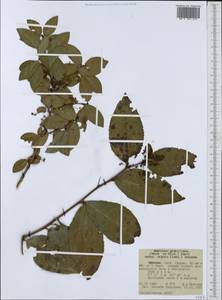Gymnosporia gracilipes subsp. arguta (Loes.) Jordaan, Africa (AFR) (Ethiopia)