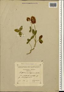 Trifolium ambiguum M.Bieb., Caucasus, Georgia (K4) (Georgia)