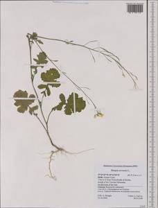 Sinapis arvensis L., Western Europe (EUR) (Italy)