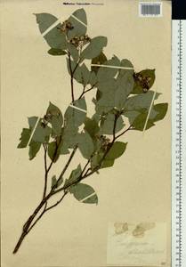 Cornus alba L., Siberia, Yakutia (S5) (Russia)