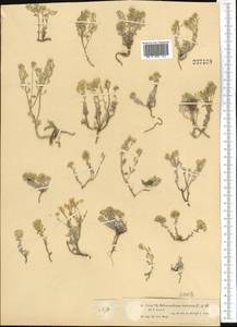 Odontarrhena tortuosa (Waldst. & Kit. ex Willd.) C.A.Mey., Middle Asia, Muyunkumy, Balkhash & Betpak-Dala (M9) (Kazakhstan)
