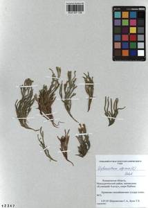 Diphasiastrum alpinum (L.) Holub, Siberia, Altai & Sayany Mountains (S2) (Russia)