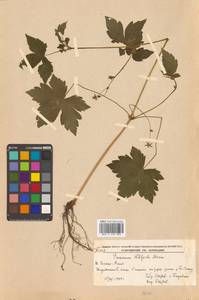 Geranium wilfordii Maxim., Siberia, Russian Far East (S6) (Russia)