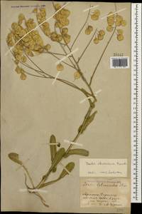 Isatis cappadocica subsp. steveniana (Trautv.) P.H. Davis, Caucasus, Armenia (K5) (Armenia)