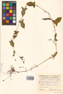 Persicaria maackiana (Regel) Nakai, Siberia, Russian Far East (S6) (Russia)
