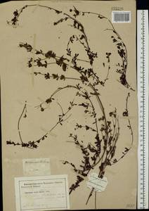 Dorycnium pentaphyllum subsp. herbaceum (Vill.)Rouy, Eastern Europe, South Ukrainian region (E12) (Ukraine)