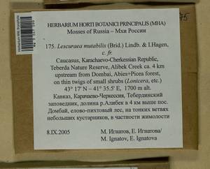 Lescuraea mutabilis (Brid.) Lindb. ex I. Hagen, Bryophytes, Bryophytes - North Caucasus & Ciscaucasia (B12) (Russia)