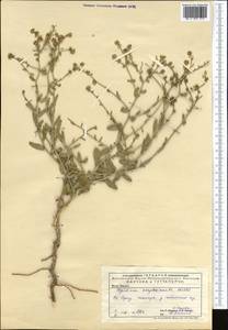 Lepidium amplexicaule Willd., Middle Asia, Caspian Ustyurt & Northern Aralia (M8) (Kazakhstan)