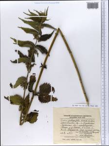Urtica dioica subsp. pubescens (Ledeb.) Domin, Eastern Europe, South Ukrainian region (E12) (Ukraine)