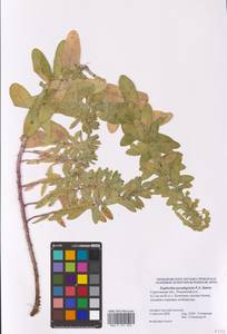 Euphorbia pseudagraria P.A.Smirn., Eastern Europe, Lower Volga region (E9) (Russia)