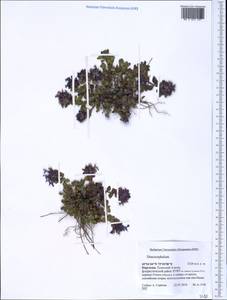 Dracocephalum, Middle Asia, Northern & Central Tian Shan (M4) (Kyrgyzstan)