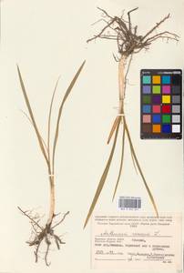 Anthericum ramosum L., Eastern Europe, Western region (E3) (Russia)