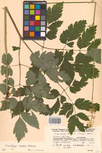 Actaea simplex (DC.) Wormsk. ex Fisch. & C. A. Mey., Siberia, Russian Far East (S6) (Russia)