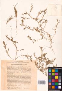 Petrosimonia triandra (Pall.) Simonk., Eastern Europe, Middle Volga region (E8) (Russia)