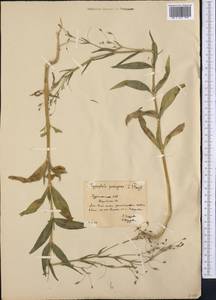 Gypsophila pilosa Huds., Middle Asia, Karakum (M6) (Turkmenistan)