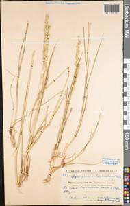 Thinopyrum intermedium (Host) Barkworth & D.R.Dewey, Eastern Europe, North Ukrainian region (E11) (Ukraine)