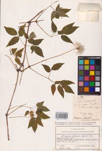 Clematis sibirica (L.) Mill., Eastern Europe, Volga-Kama region (E7) (Russia)