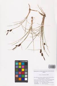 Carex rotundata Wahlenb., Eastern Europe, Northern region (E1) (Russia)