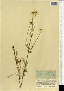 Tripleurospermum ambiguum (Ledeb.) Franch. & Sav., Mongolia (MONG) (Mongolia)