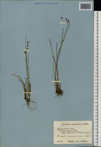 Juncus alpinoarticulatus subsp. rariflorus (Hartm.) Holub, Eastern Europe, Northern region (E1) (Russia)