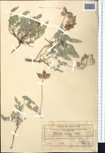 Astragalus lasiocalyx Gontsch., Middle Asia, Western Tian Shan & Karatau (M3) (Uzbekistan)