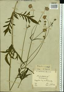 Knautia arvensis (L.) Coult., Eastern Europe, North Ukrainian region (E11) (Ukraine)