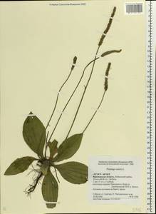 Plantago media L., Eastern Europe, Central forest-and-steppe region (E6) (Russia)