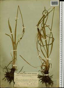 Hemerocallis, Siberia, Baikal & Transbaikal region (S4) (Russia)