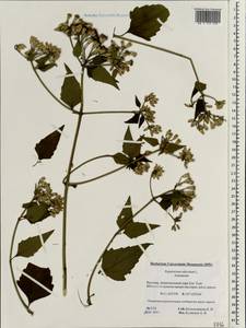 Chromolaena odorata (L.) R. King & H. Rob., South Asia, South Asia (Asia outside ex-Soviet states and Mongolia) (ASIA) (Vietnam)