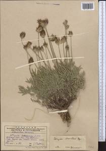 Astragalus stenanthus Bunge, Middle Asia, Western Tian Shan & Karatau (M3) (Kazakhstan)