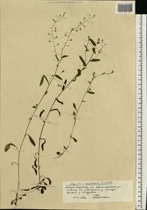 Myosotis arvensis (L.) Hill, Eastern Europe, South Ukrainian region (E12) (Ukraine)