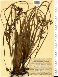 Cladium mariscus (L.) Pohl, Caucasus, Georgia (K4) (Georgia)