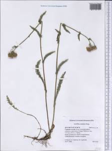 Achillea asiatica Serg., Siberia, Altai & Sayany Mountains (S2) (Russia)