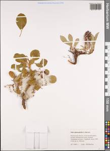 Salix sphenophylla A. K. Skvortsov, Siberia, Chukotka & Kamchatka (S7) (Russia)