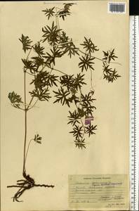 Geranium sanguineum L., Eastern Europe, South Ukrainian region (E12) (Ukraine)