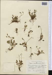 Crepis multicaulis Ledeb., Middle Asia, Northern & Central Tian Shan (M4) (Kazakhstan)