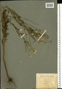 Tripleurospermum inodorum (L.) Sch.-Bip, Eastern Europe, South Ukrainian region (E12) (Ukraine)