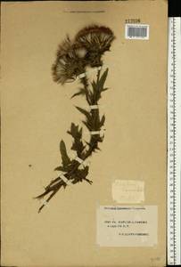 Cirsium vulgare (Savi) Ten., Eastern Europe, South Ukrainian region (E12) (Ukraine)