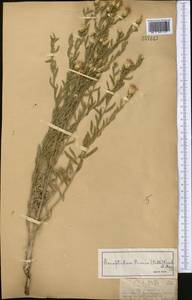 Rhaponticum repens (L.) Hidalgo, Middle Asia, Dzungarian Alatau & Tarbagatai (M5) (Kazakhstan)