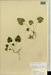 Viola collina Besser, Siberia, Russian Far East (S6) (Russia)