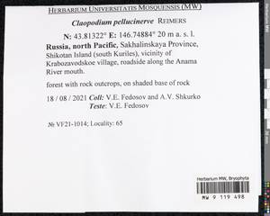 Claopodium pellucinerve (Mitt.) Best, Bryophytes, Bryophytes - Russian Far East (excl. Chukotka & Kamchatka) (B20) (Russia)