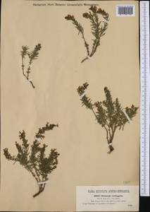 Satureja montana subsp. variegata (Host) P.W.Ball, Western Europe (EUR) (Italy)