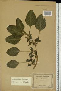 Amaranthus blitum L., Eastern Europe, North Ukrainian region (E11) (Ukraine)