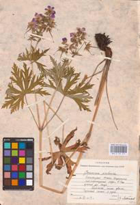 Geranium pratense L., Eastern Europe, Eastern region (E10) (Russia)